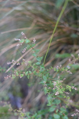 Leucopogon amplexicaulis
