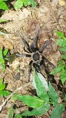 Aphonopelma seemanni