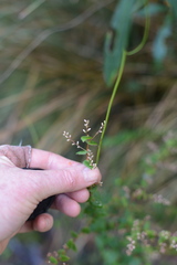 Leucopogon amplexicaulis