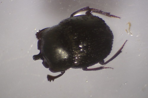 Boletoscapter cornutus