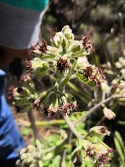 Psacalium peltatum