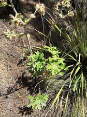 Psacalium peltatum