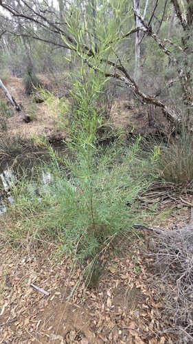 Image of Grevillea diversifolia by (c) Jay-Jay Werny, some rights reserved (CC BY)