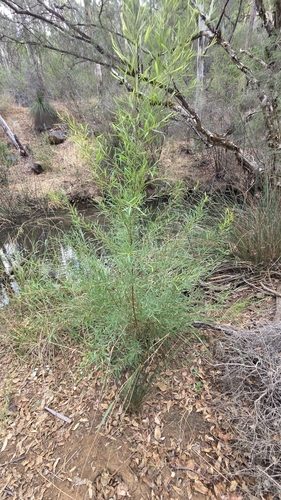 Image of Grevillea diversifolia by (c) Jay-Jay Werny, some rights reserved (CC BY)