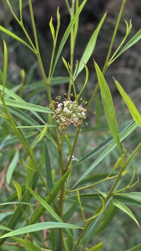 Image of Grevillea diversifolia by (c) Jay-Jay Werny, some rights reserved (CC BY)