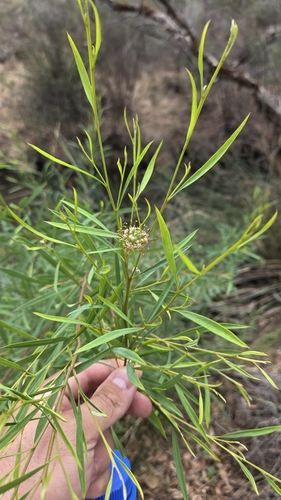 Image of Grevillea diversifolia by (c) Jay-Jay Werny, some rights reserved (CC BY)