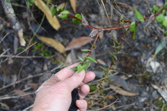 Leucopogon amplexicaulis