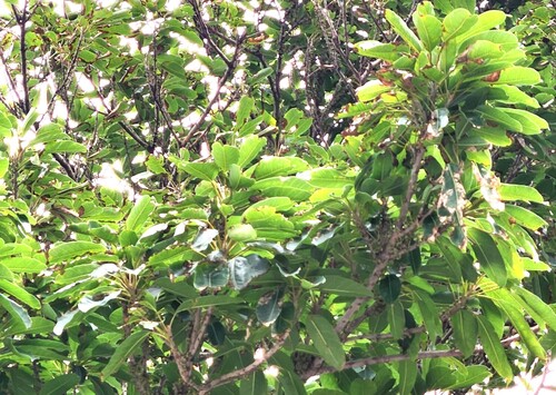 Ficus caulocarpa (Ficus caulocarpa)