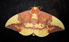 Eacles imperialis nobilis