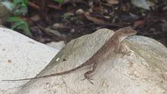 Anolis cupreus