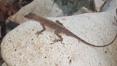 Anolis cupreus