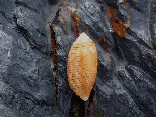 Pterygia crenulata observed 2025-04-15