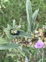 Calligrapha mexicana