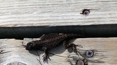 Sceloporus taeniocnemis