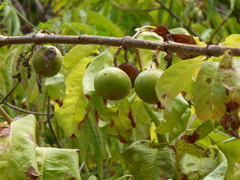 Vangueria madagascariensis