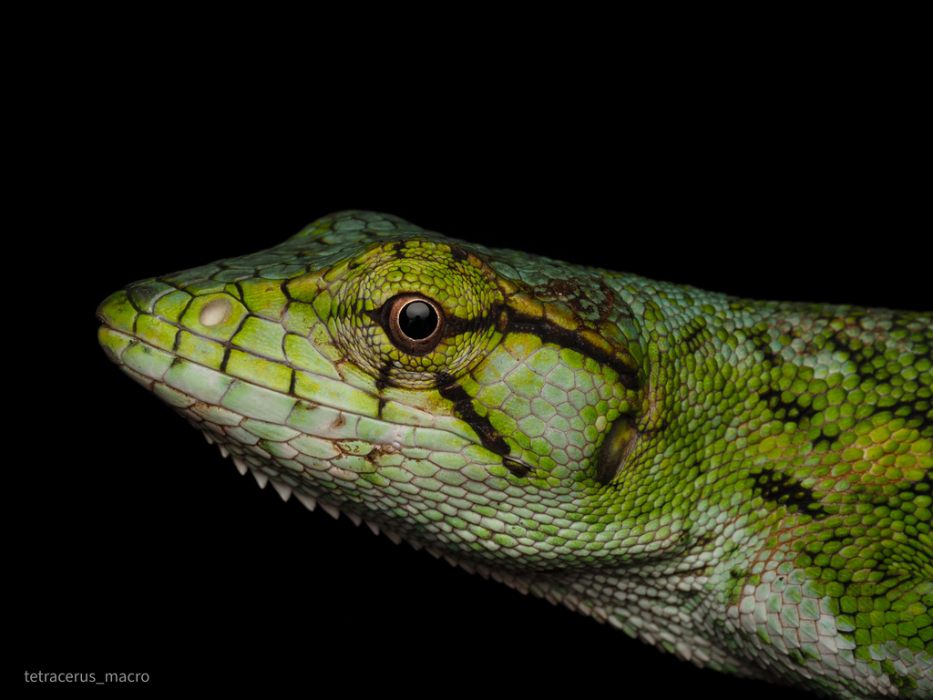 Many-Colored Bush Anole