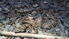 Trimorphodon quadruplex