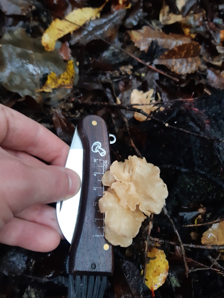 Gloeocantharellus novae-zelandiae · April 2025 · photo: © georgecox (iNaturalist, cc0)