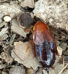 Parcoblatta fulvescens