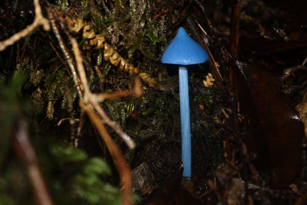 Entoloma hochstetteri · April 2025 · photo: © jupal04 (iNaturalist, cc-by)