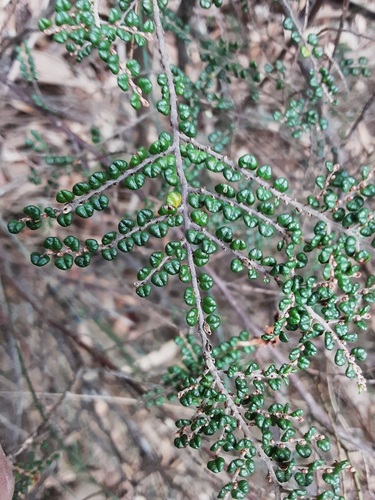 Bossiaea foliosa A.Cunn.