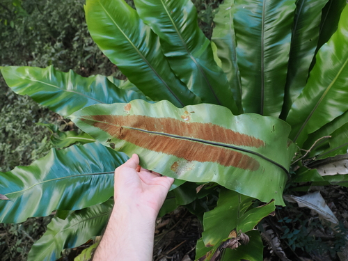 Asplenium australasicum