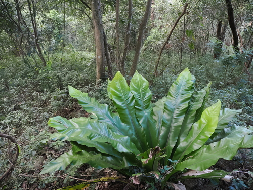 Asplenium australasicum