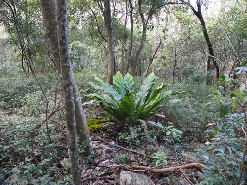 Asplenium australasicum