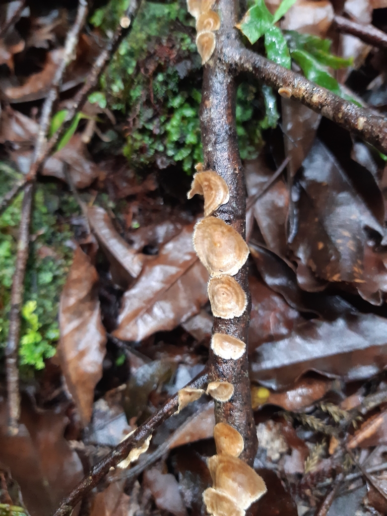 Stereum vellereum · April 2025 · photo: © georgecox (iNaturalist, cc0)
