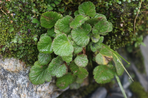 Image of Geum cockaynei by (c) Julia Palmer, some rights reserved (CC BY)