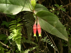 Macleania