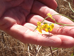 Erysimum capitatum angustatum