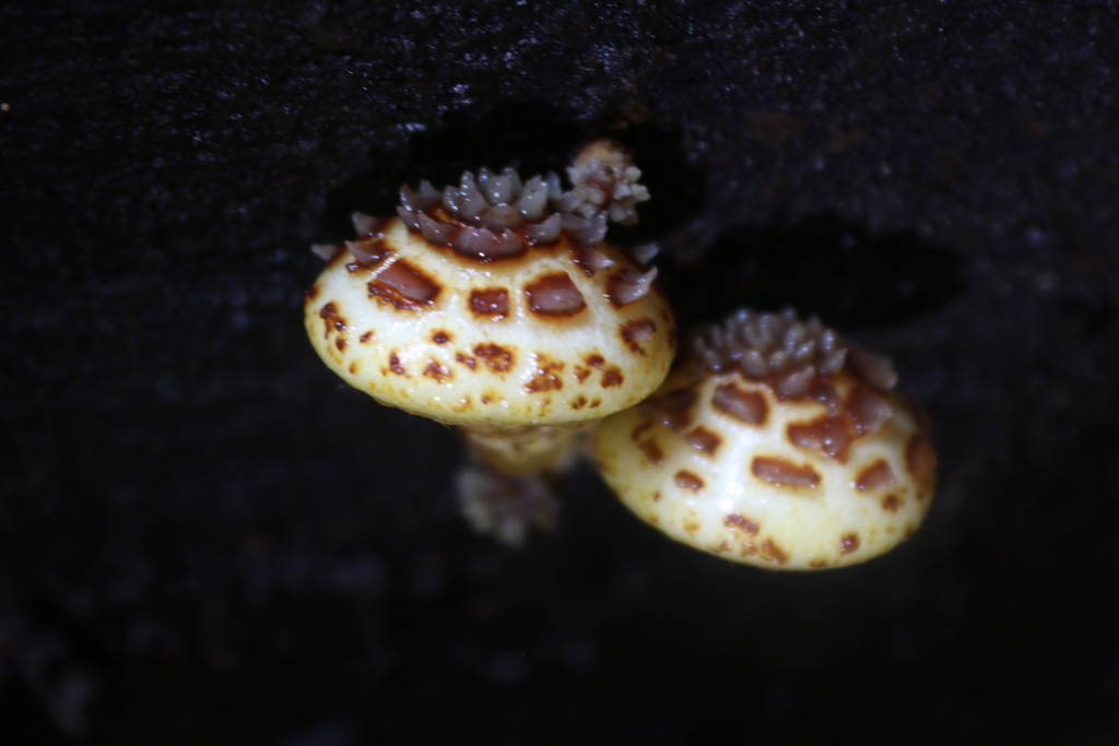 Pholiota glutinosa · April 2025 · photo: © jupal04 (iNaturalist, cc-by)