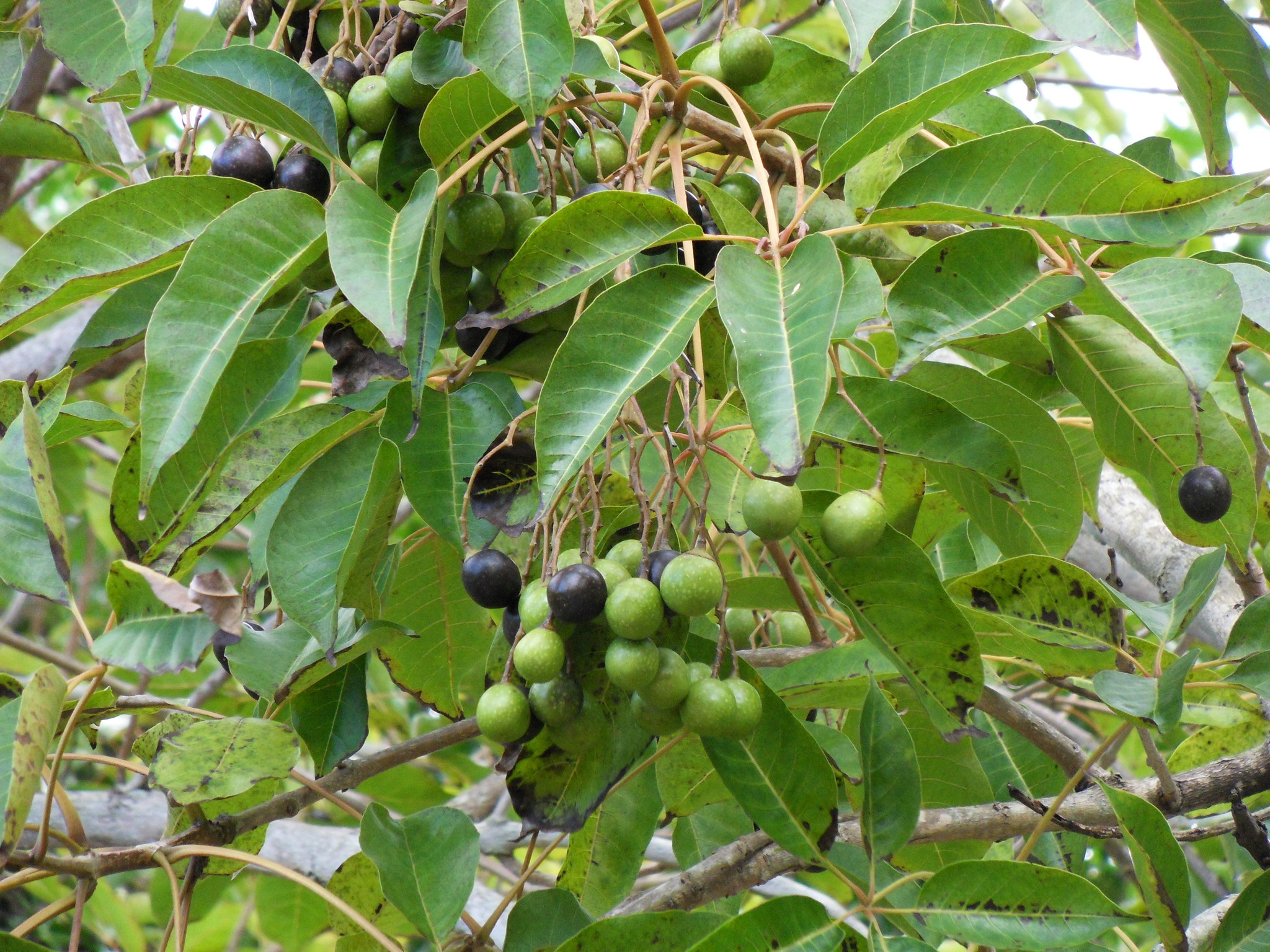 Vitex glabrata