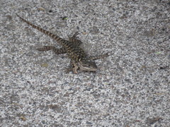 Sceloporus dugesii