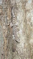 Phyllodactylus tuberculosus