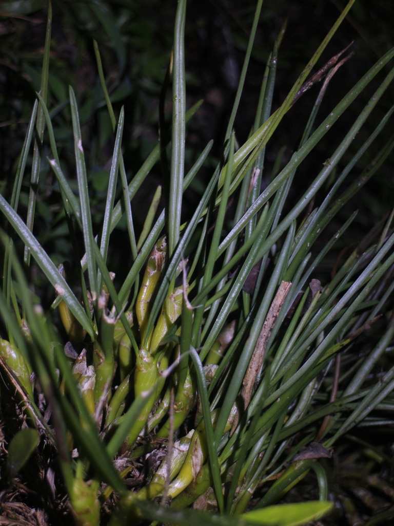 Pinalia angustifolia