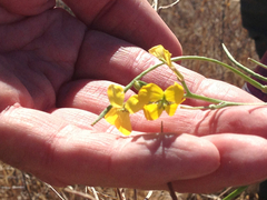 Erysimum capitatum angustatum