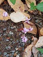 Cyclamen hederifolium