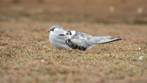 Guifette leucoptère