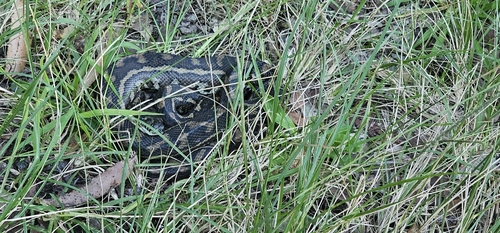 Coastal Carpet Python sighting