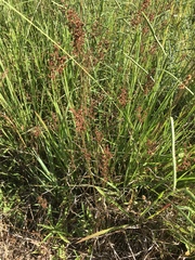 Juncus biflorus