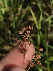 Juncus biflorus