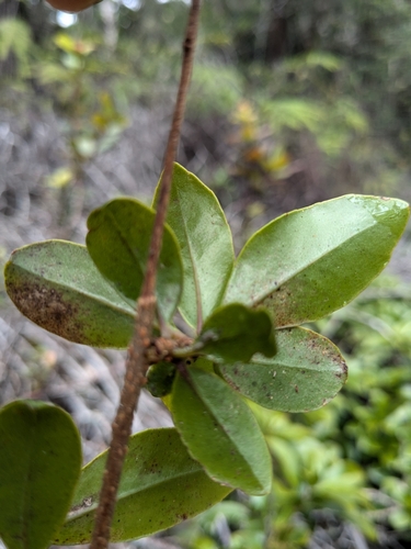 Embelia pacifica, 2025-04-14