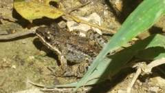 Leptodactylus fragilis