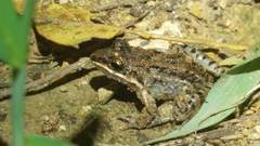 Leptodactylus fragilis