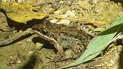 Leptodactylus fragilis