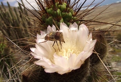 Copestylum longirostre