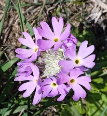 Primula longiscapa, photograph (c) Igor Karyakin, some rights reserved (CC BY)