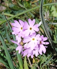 Primula longiscapa, photograph (c) Igor Karyakin, some rights reserved (CC BY)